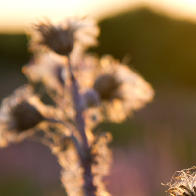 Thumbnail: Unscharfes Bild von einer Blume.