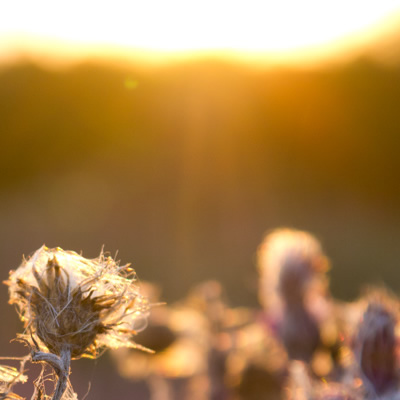 Thumbnail: Scharfes Bild von Blumen mit Sonnenstrahlen.